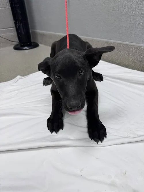 *BOWSER - Queensland Heeler / Belgian Shepherd Malinois available for adoption