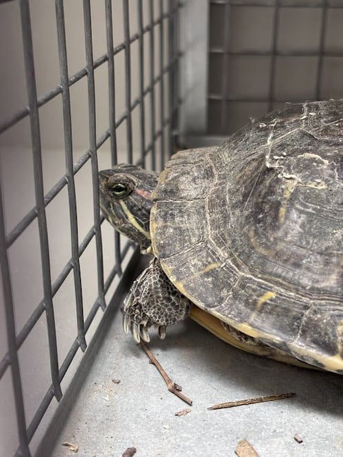 *BANDIT - Turtle available for adoption