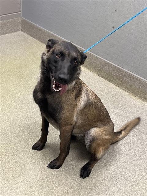*DAISY DUCK - Belgian Shepherd Malinois available for adoption