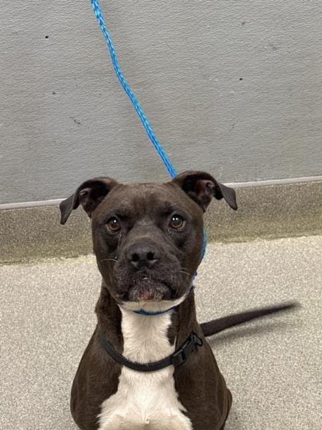 TROPHY - Pit Bull Terrier available for adoption