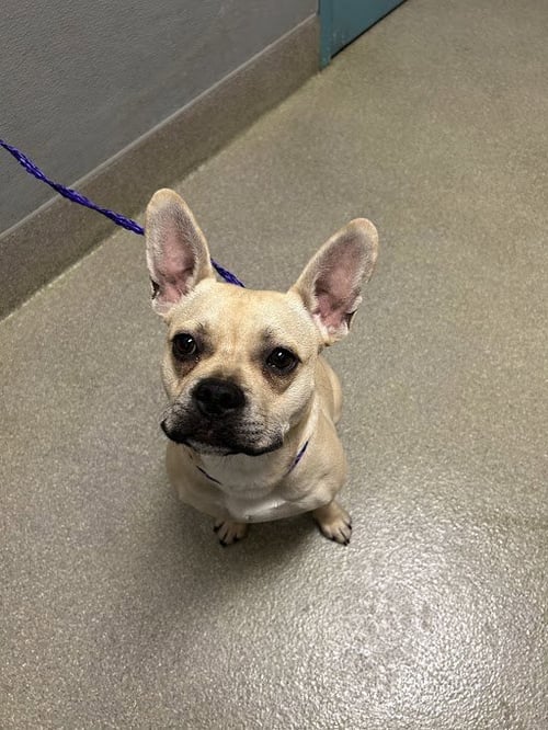 LUCY - French Bulldog available for adoption