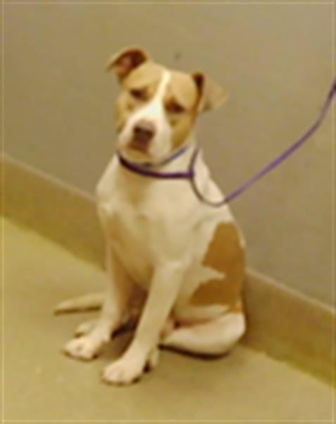 *CHEERIO - Pit Bull Terrier available for adoption