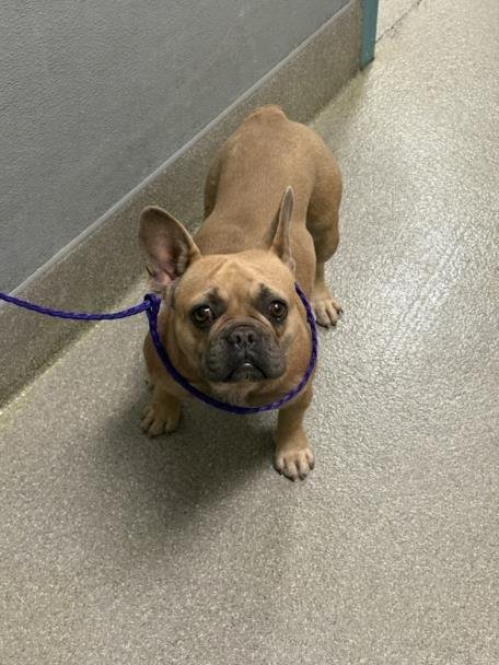 A1417155 - French Bulldog available for adoption