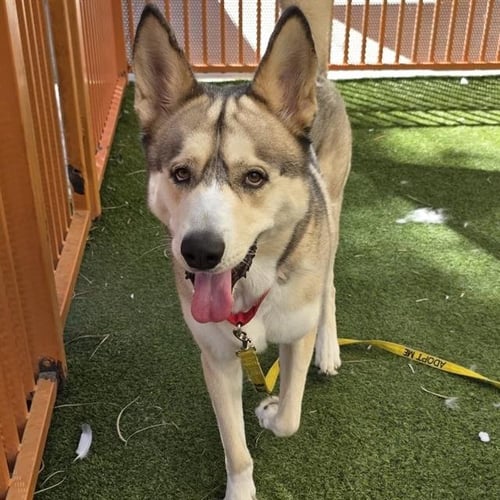 *REESE - Husky available for adoption