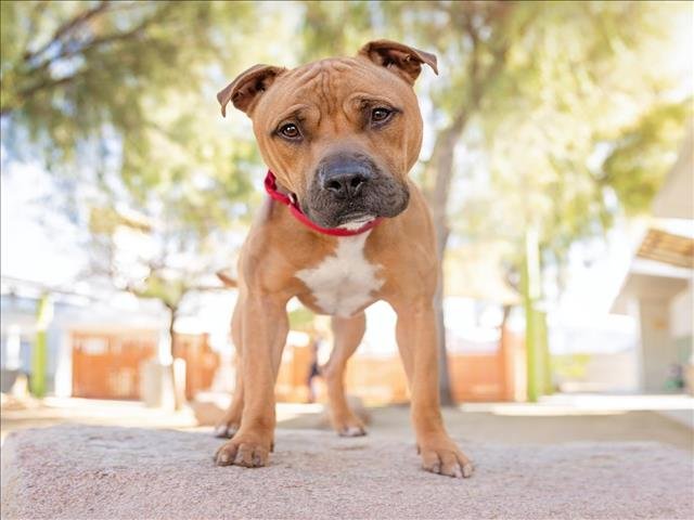 BENJAMIN - Pit Bull Terrier available for adoption