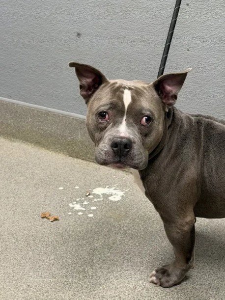 *GOOGLE - Bulldog available for adoption