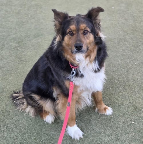 BABY - German Shepherd Dog available for adoption