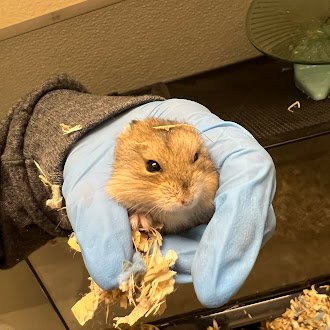 *CUDDLES - Hamster available for adoption