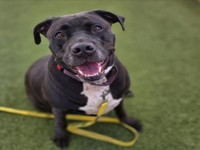 *SASHA - Pit Bull Terrier available for adoption
