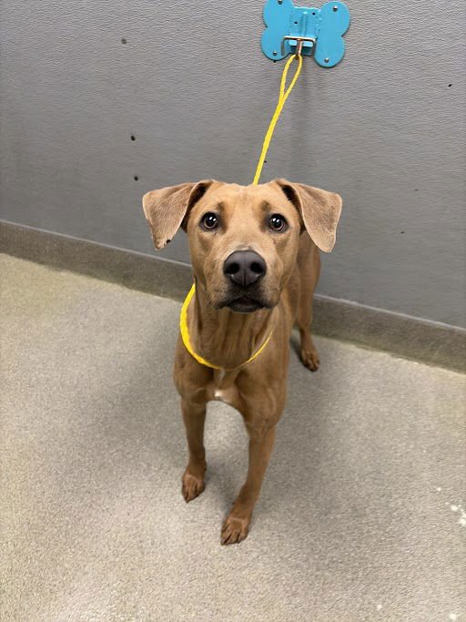 *DARCY - Doberman Pinscher available for adoption