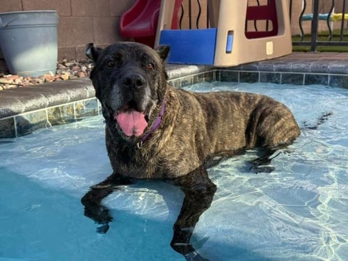 RASTA - Cane Corso Mastiff available for adoption