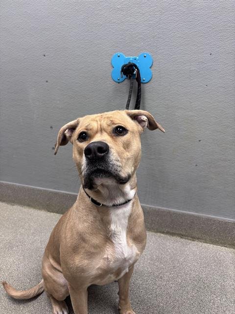 SUNNY - Pit Bull Terrier available for adoption