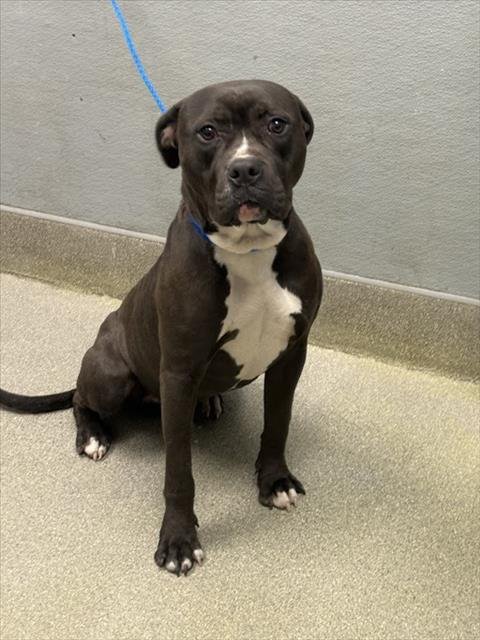 *REESES PUPPYCUPS - Pit Bull Terrier available for adoption