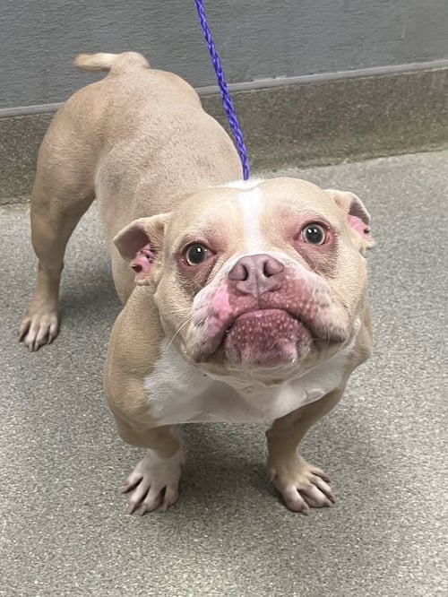 AXEL - French Bulldog available for adoption