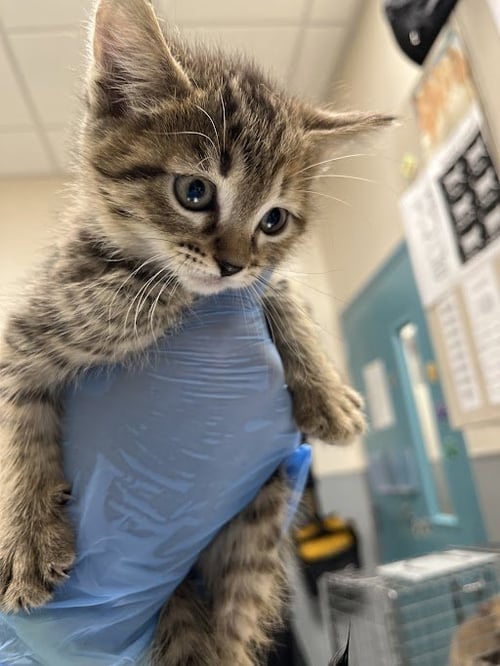 *GEORGIA - Domestic Short Hair available for adoption