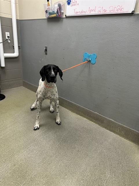 *BRAVE LIL TOASTER - English Pointer available for adoption
