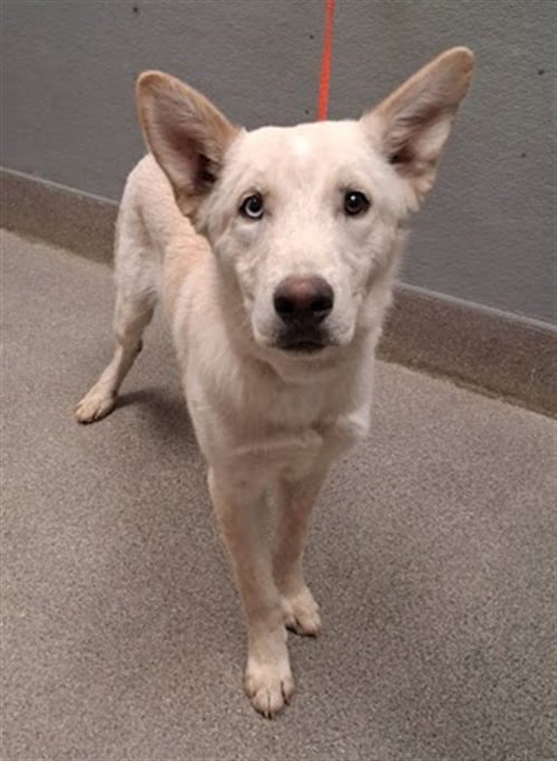 *ACE - Siberian Husky available for adoption