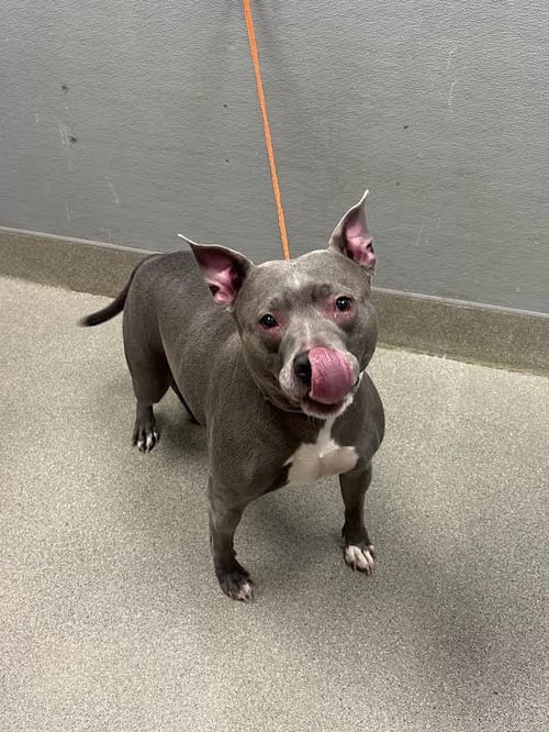 HARLEY - Pit Bull Terrier available for adoption
