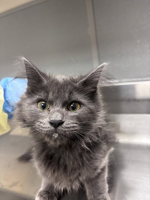 *DIAMOND - Domestic Long Hair available for adoption