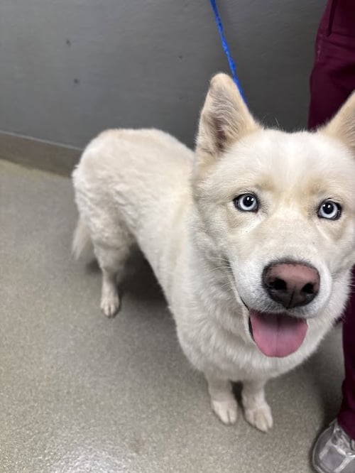 *GHOST - Husky available for adoption