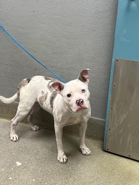 *MOLLY THE WONDER PUP Image