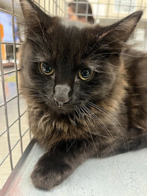 *CODY - Domestic Short Hair available for adoption