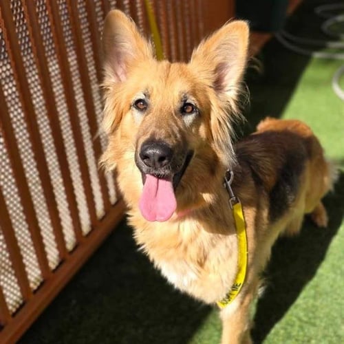 HAZEL - German Shepherd Dog available for adoption