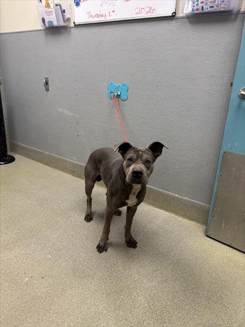 *SUNRISE - Pit Bull Terrier available for adoption