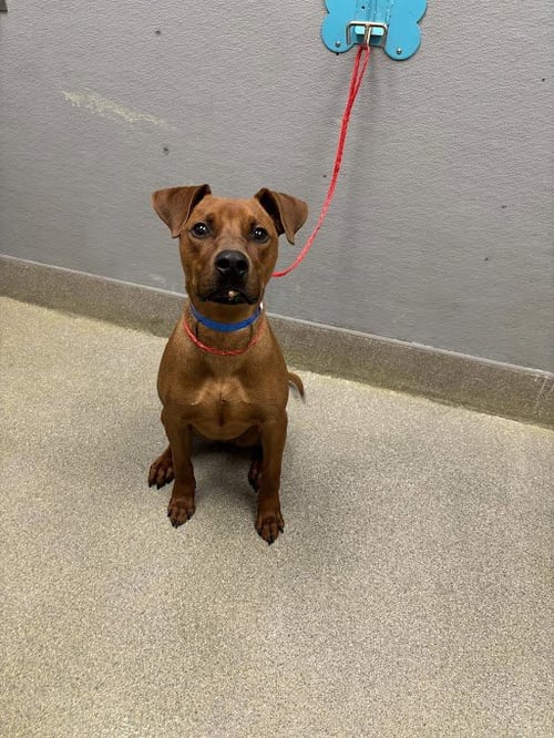 MILO - Pit Bull Terrier / Vizsla available for adoption