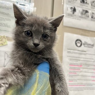 *GRANITE - Domestic Short Hair available for adoption