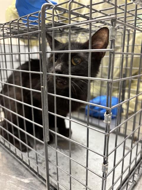 *ANNIE OAKLEY - Domestic Short Hair available for adoption