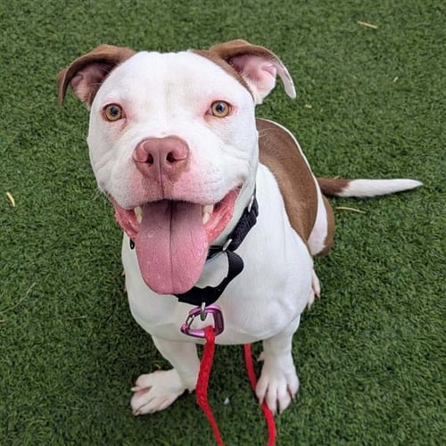 PRINCE - Pit Bull Terrier available for adoption