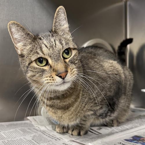 *TREVON - Domestic Short Hair available for adoption
