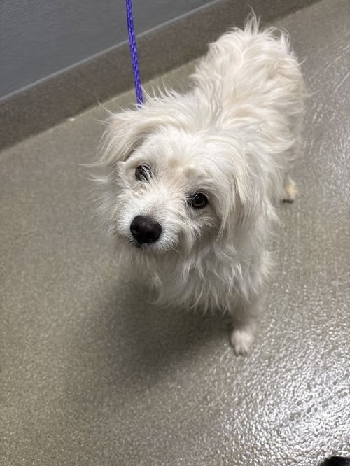 OSITO - Shih Tzu available for adoption