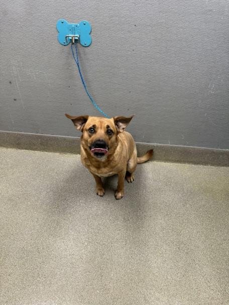 MAZI - Labrador Retriever available for adoption