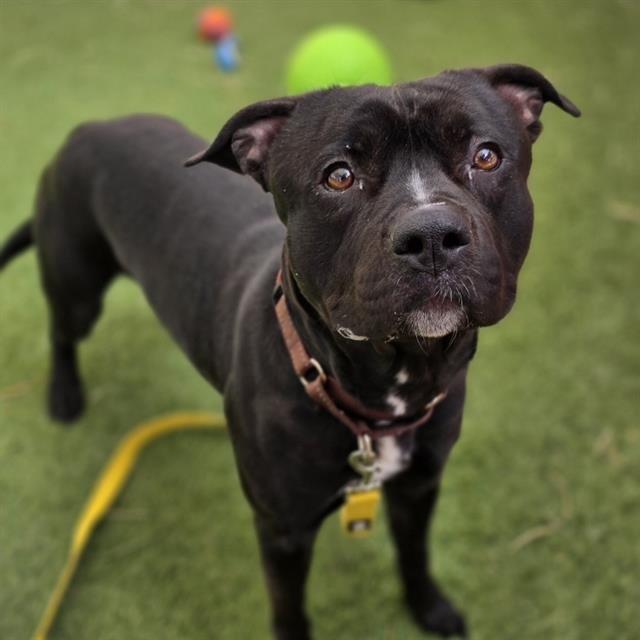 BRUTUS - Pit Bull Terrier available for adoption