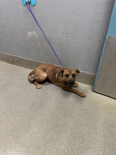 *MIRANA - German Shepherd Dog available for adoption