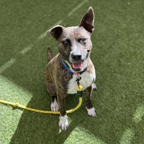 BOLT - Pit Bull Terrier available for adoption