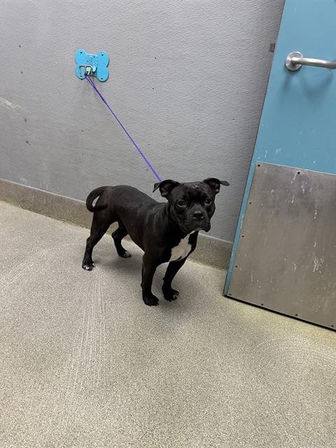 CABEZONA - Pit Bull Terrier available for adoption