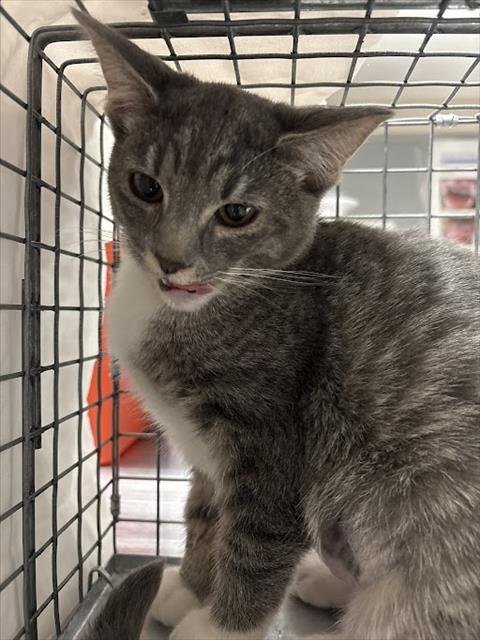 TOMASA - Domestic Short Hair available for adoption