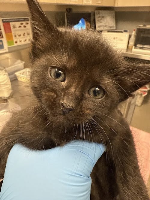 *IRIS - Domestic Short Hair available for adoption