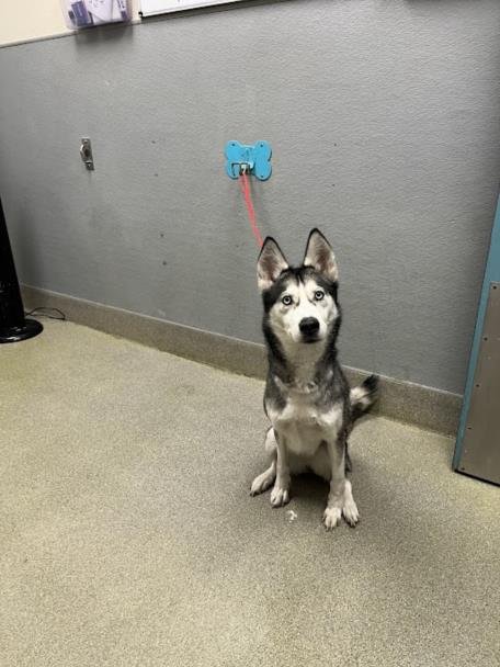 *LAURA - Husky available for adoption