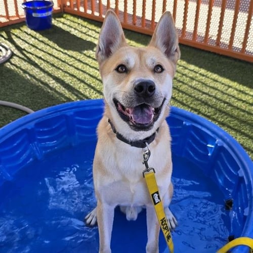 *KION THE LION - Carolina Dog available for adoption