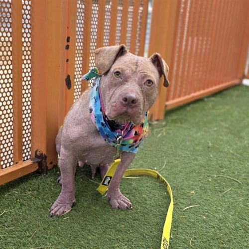 BLUEY - Pit Bull Terrier available for adoption