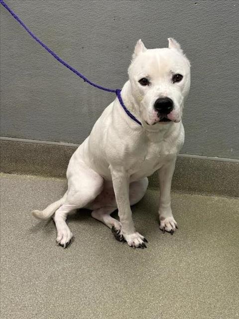 *BEAU - Pit Bull Terrier available for adoption