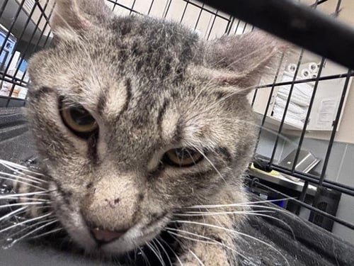 *BIG MAC - Domestic Short Hair available for adoption