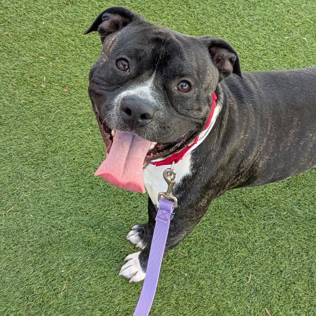 *PRINCE LEONIDAS ROGERS - Pit Bull Terrier available for adoption