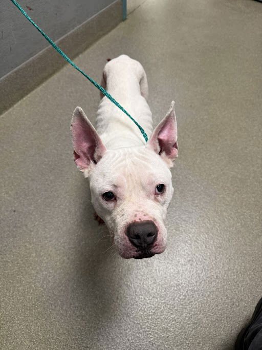 *CASPER - Pit Bull Terrier available for adoption