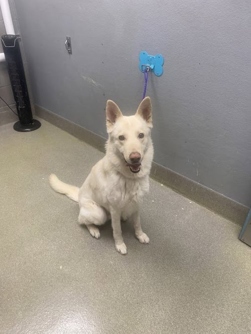 PARE ARCO - German Shepherd Dog available for adoption