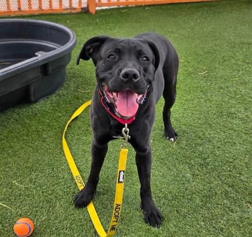 WAYNE - Labrador Retriever available for adoption